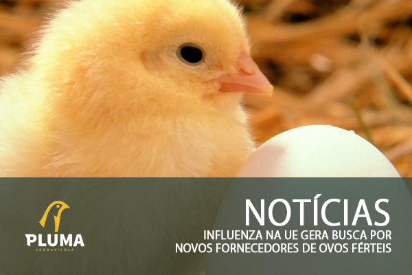 Influenza na UE gera busca por novos fornecedores de ovos férteis