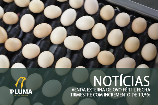 Venda externa de ovo fértil fecha trimestre com incremento de 10,5%