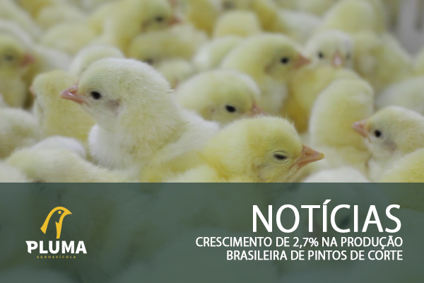 Crescimento de 2,7% na produção brasileira de pintos de corte